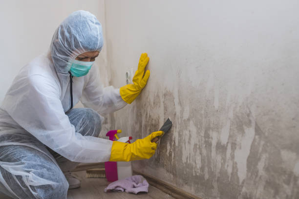 Best Post-Flood Mold Remediation in Solon, OH