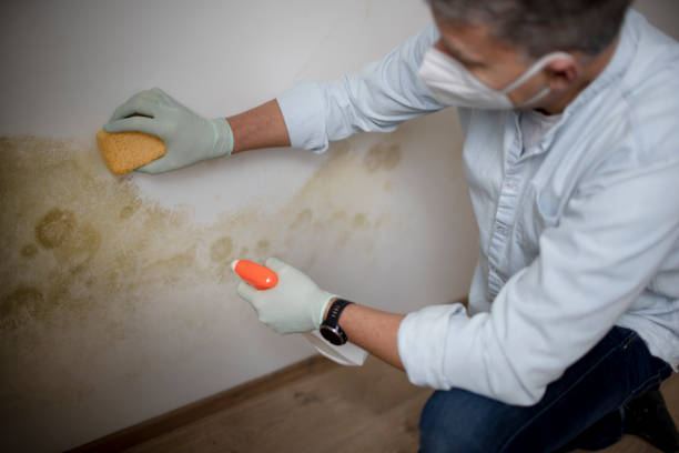 Best White Mold Remediation in Solon, OH