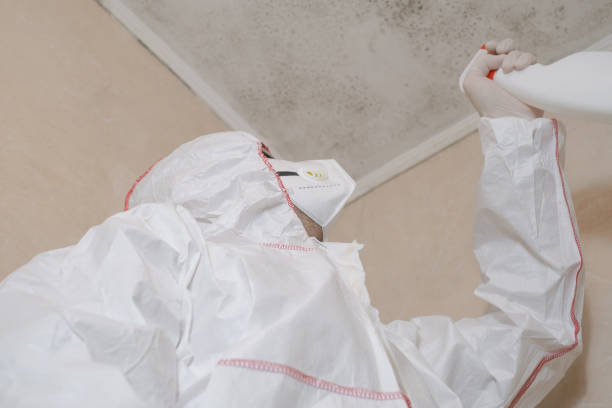 Best Attic Mold Remediation in Solon, OH