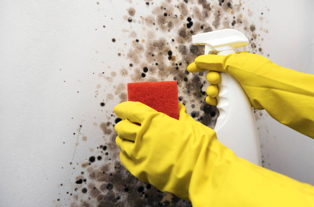 Best Residential Mold Remediation in Solon, OH