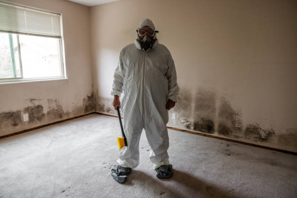 Best Commercial Mold Remediation in Solon, OH